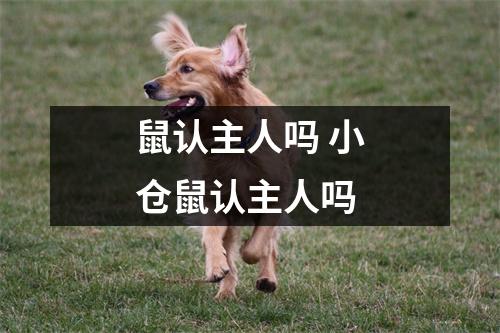 鼠认主人吗 小仓鼠认主人吗