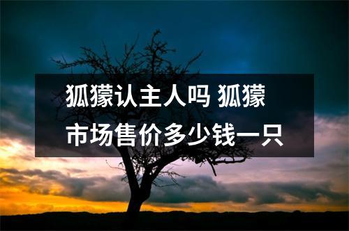 狐獴认主人吗 狐獴市场售价多少钱一只