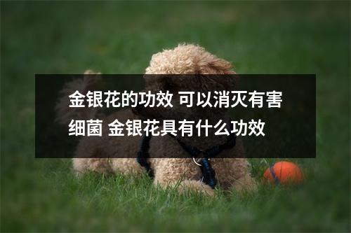 金银花的功效 可以消灭有害细菌 金银花具有什么功效