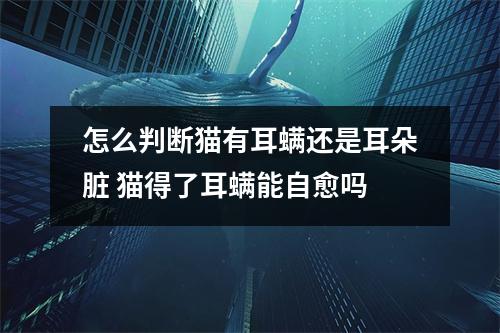 怎么判断猫有耳螨还是耳朵脏 猫得了耳螨能自愈吗
