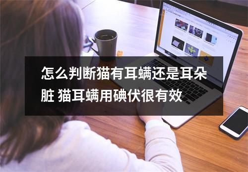 怎么判断猫有耳螨还是耳朵脏 猫耳螨用碘伏很有效