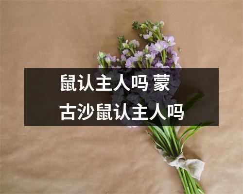 鼠认主人吗 蒙古沙鼠认主人吗