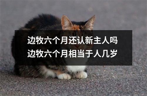 边牧六个月还认新主人吗 边牧六个月相当于人几岁
