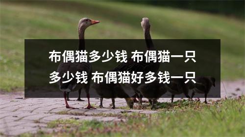布偶猫多少钱 布偶猫一只多少钱 布偶猫好多钱一只
