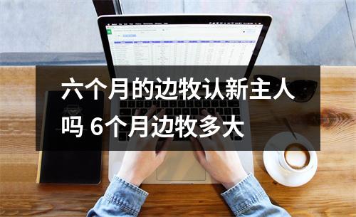 六个月的边牧认新主人吗 6个月边牧多大