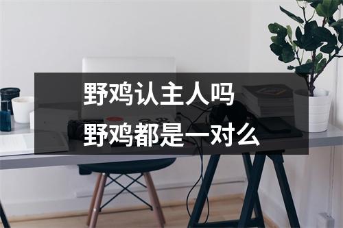 野鸡认主人吗 野鸡都是一对么