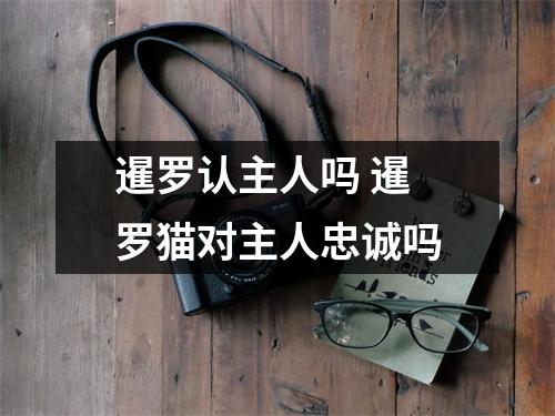 暹罗认主人吗 暹罗猫对主人忠诚吗