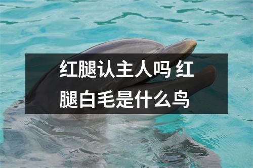 红腿认主人吗 红腿白毛是什么鸟