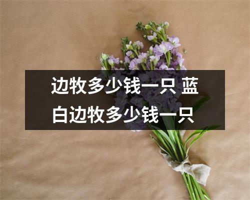 边牧多少钱一只 蓝白边牧多少钱一只