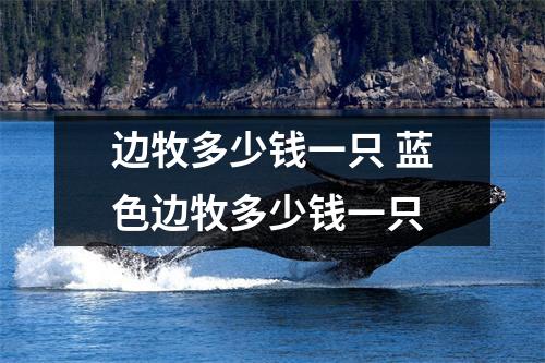 边牧多少钱一只 蓝色边牧多少钱一只