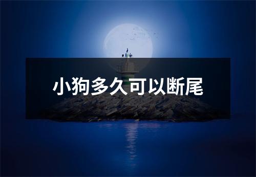 小狗多久可以断尾