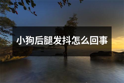 小狗后腿发抖怎么回事