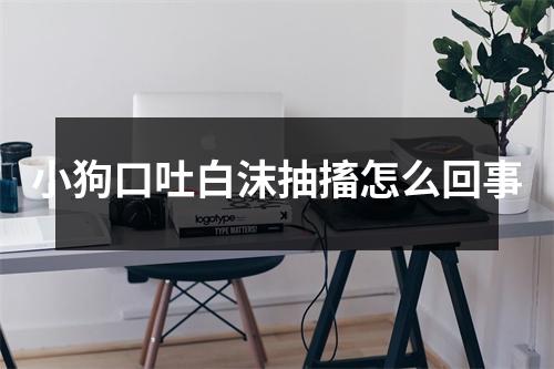 小狗口吐白沫抽搐怎么回事