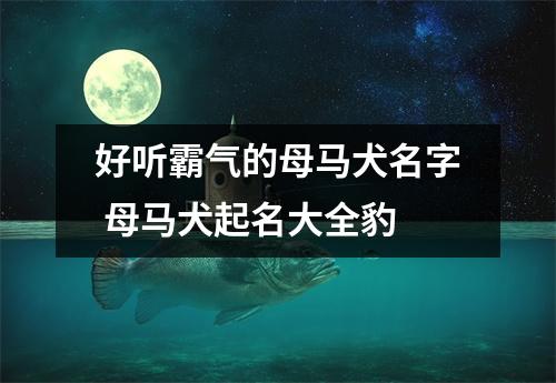 好听霸气的母马犬名字 母马犬起名大全豹