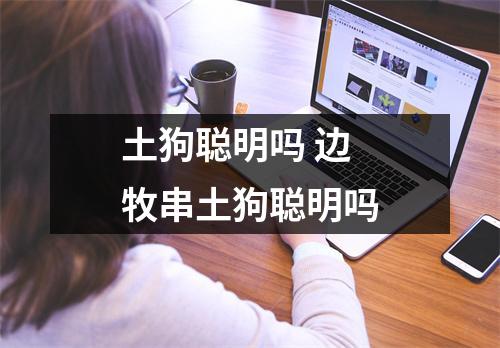 土狗聪明吗 边牧串土狗聪明吗