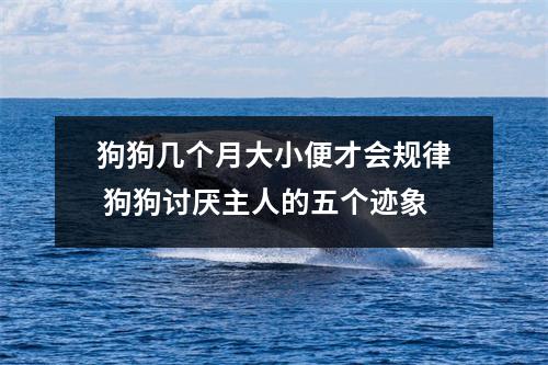 狗狗几个月大小便才会规律 狗狗讨厌主人的五个迹象