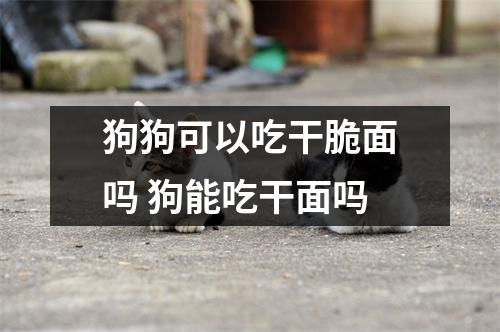 狗狗可以吃干脆面吗 狗能吃干面吗