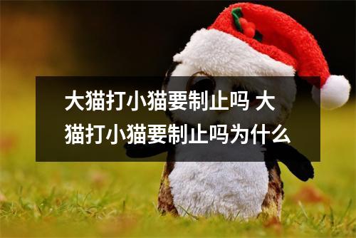 大猫打小猫要制止吗 大猫打小猫要制止吗为什么