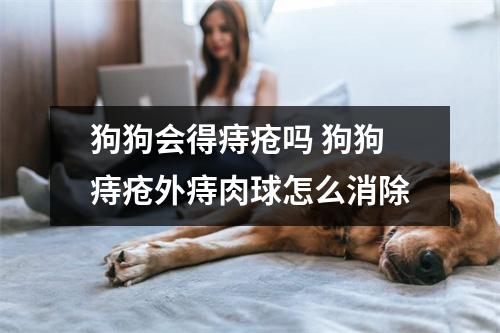 狗狗会得痔疮吗 狗狗痔疮外痔肉球怎么消除