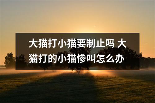 大猫打小猫要制止吗 大猫打的小猫惨叫怎么办
