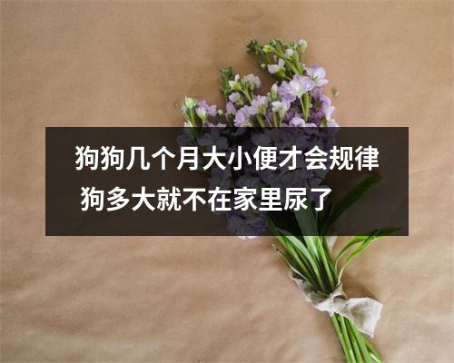 狗狗几个月大小便才会规律 狗多大就不在家里尿了