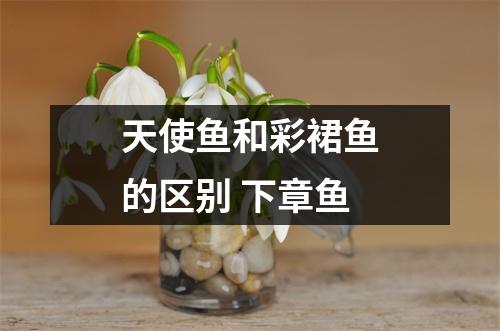 天使鱼和彩裙鱼的区别 下章鱼