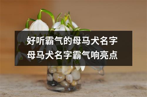 好听霸气的母马犬名字 母马犬名字霸气响亮点