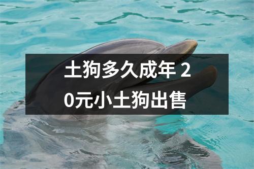 土狗多久成年 20元小土狗出售