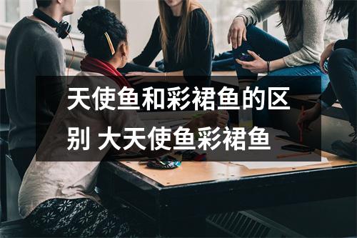 天使鱼和彩裙鱼的区别 大天使鱼彩裙鱼