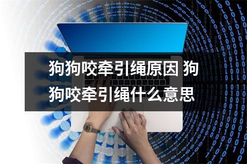狗狗咬牵引绳原因 狗狗咬牵引绳什么意思