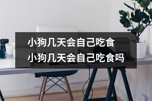 小狗几天会自己吃食 小狗几天会自己吃食吗