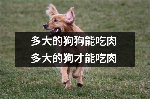 多大的狗狗能吃肉 多大的狗才能吃肉