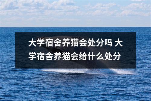 大学宿舍养猫会处分吗 大学宿舍养猫会给什么处分