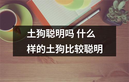 土狗聪明吗 什么样的土狗比较聪明
