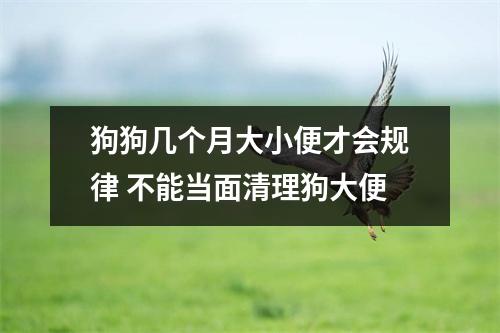 狗狗几个月大小便才会规律 不能当面清理狗大便