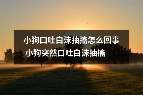 小狗口吐白沫抽搐怎么回事 小狗突然口吐白沫抽搐