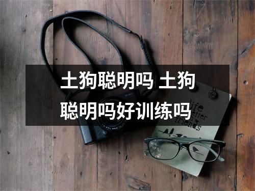 土狗聪明吗 土狗聪明吗好训练吗