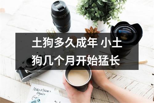 土狗多久成年 小土狗几个月开始猛长 土狗多久成年 小土狗几个月开始猛长