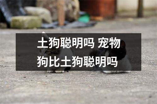 土狗聪明吗 宠物狗比土狗聪明吗