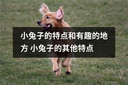 小兔子的特点和有趣的地方 小兔子的其他特点