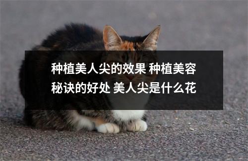 种植美人尖的效果 种植美容秘诀的好处 美人尖是什么花