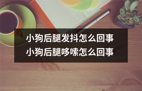 小狗后腿发抖怎么回事 小狗后腿哆嗦怎么回事