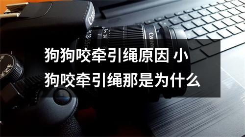 狗狗咬牵引绳原因 小狗咬牵引绳那是为什么