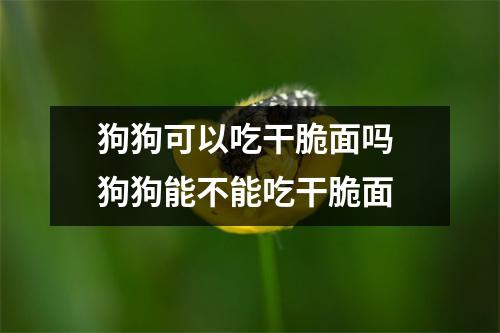 狗狗可以吃干脆面吗 狗狗能不能吃干脆面
