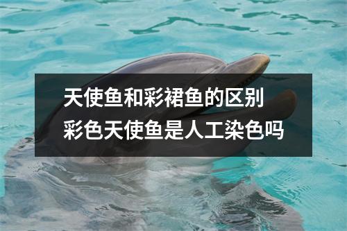 天使鱼和彩裙鱼的区别 彩色天使鱼是人工染色吗
