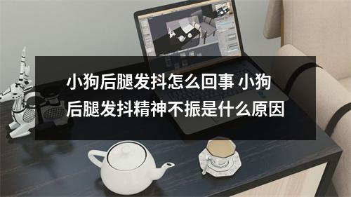 小狗后腿发抖怎么回事 小狗后腿发抖精神不振是什么原因