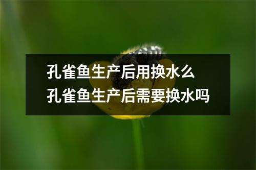 孔雀鱼生产后用换水么 孔雀鱼生产后需要换水吗 孔雀鱼生产后用换水么 孔雀鱼生产后需要换水吗