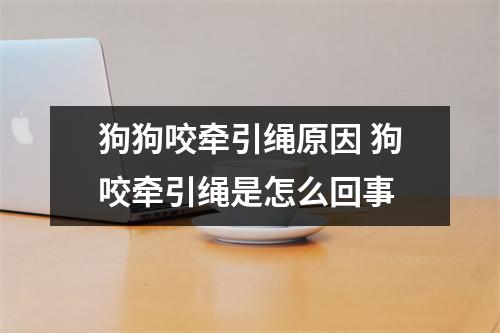 狗狗咬牵引绳原因 狗咬牵引绳是怎么回事