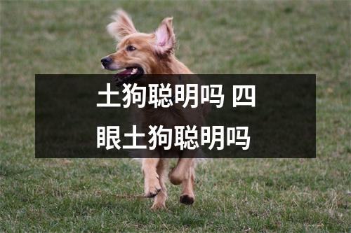 土狗聪明吗 四眼土狗聪明吗