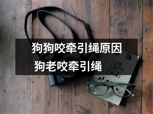 狗狗咬牵引绳原因 狗老咬牵引绳